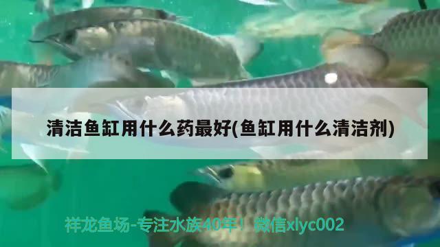 清潔魚缸用什么藥最好(魚缸用什么清潔劑) 肺魚