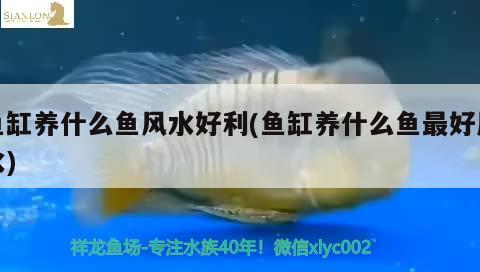 魚(yú)缸養(yǎng)什么魚(yú)風(fēng)水好利(魚(yú)缸養(yǎng)什么魚(yú)最好風(fēng)水)