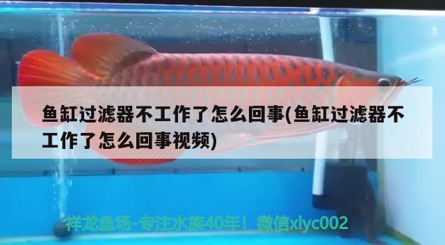 魚(yú)缸過(guò)濾器不工作了怎么回事(魚(yú)缸過(guò)濾器不工作了怎么回事視頻) 魚(yú)缸風(fēng)水