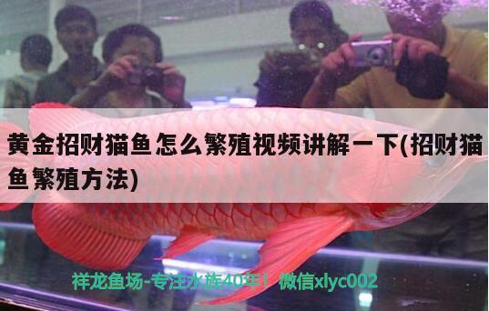 黃金招財貓魚怎么繁殖視頻講解一下(招財貓魚繁殖方法)