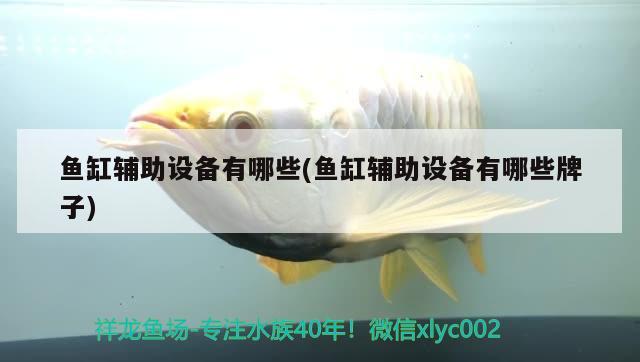 魚(yú)缸輔助設(shè)備有哪些(魚(yú)缸輔助設(shè)備有哪些牌子) 白玉紅龍魚(yú)