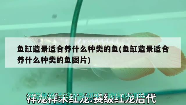 張家口二手魚缸58同城信息大全集(張家口58同城二手魚缸水族箱) 魚缸/水族箱 第1張