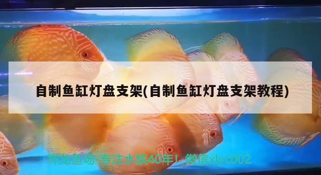 自制魚缸燈盤支架(自制魚缸燈盤支架教程) 球鯊魚