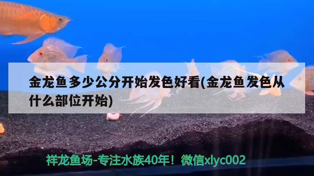 金龍魚多少公分開始發(fā)色好看(金龍魚發(fā)色從什么部位開始) 月光鴨嘴魚苗