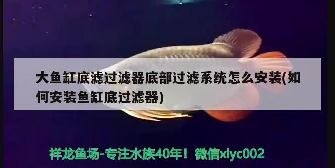 大魚(yú)缸底濾過(guò)濾器底部過(guò)濾系統(tǒng)怎么安裝(如何安裝魚(yú)缸底過(guò)濾器) 養(yǎng)魚(yú)知識(shí)