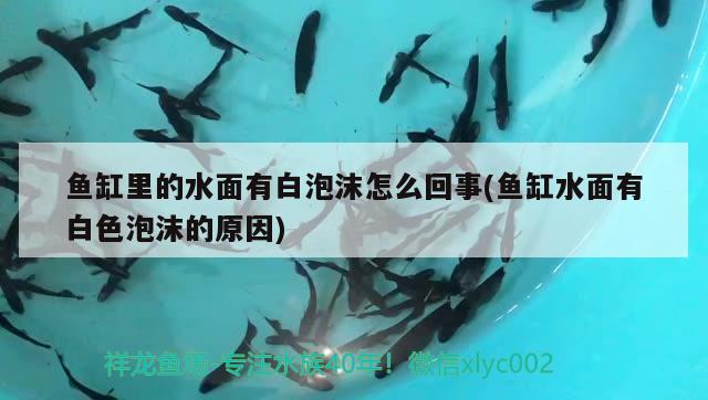 魚缸里的水面有白泡沫怎么回事(魚缸水面有白色泡沫的原因) 野生地圖魚