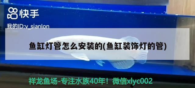 德薩羅漢魚壽命：德薩羅漢魚水溫多少度