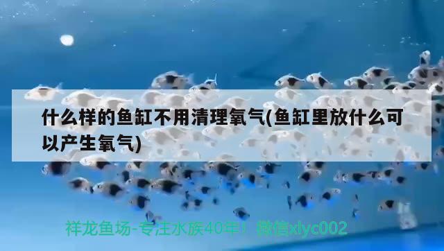 什么樣的魚缸不用清理氧氣(魚缸里放什么可以產(chǎn)生氧氣)