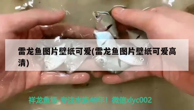 雷龍魚圖片壁紙可愛(雷龍魚圖片壁紙可愛高清) 白子黃化銀龍魚