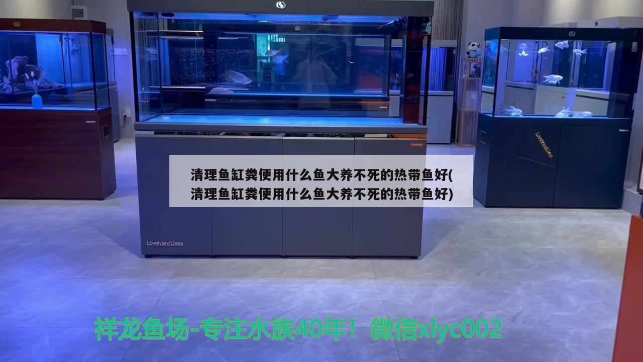 清理魚缸糞便用什么魚大養(yǎng)不死的熱帶魚好(清理魚缸糞便用什么魚大養(yǎng)不死的熱帶魚好) 黑桃A魚苗