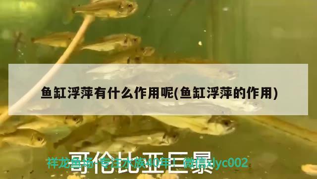 魚缸浮萍有什么作用呢(魚缸浮萍的作用) 新加坡號(hào)半紅龍魚（練手級(jí)紅龍魚）