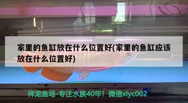 家里的魚缸放在什么位置好(家里的魚缸應(yīng)該放在什么位置好) 白子紅龍魚