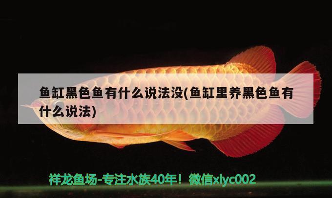 魚缸黑色魚有什么說法沒(魚缸里養(yǎng)黑色魚有什么說法)