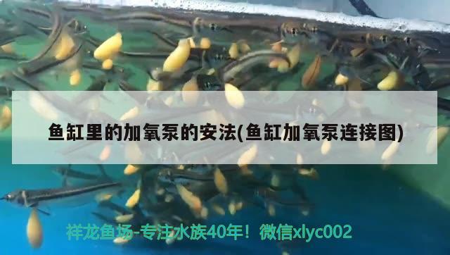 三湖慈鯛區(qū)別，為什么孔雀魚不能和三湖慈鯛一起養(yǎng) 觀賞魚 第1張