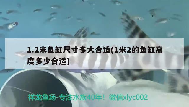 專業(yè)海鮮池制作 觀賞魚缸 冰鮮臺(tái) 制冷機(jī)組 售后好（冰鮮展示臺(tái)價(jià)格是多少） 喂食器