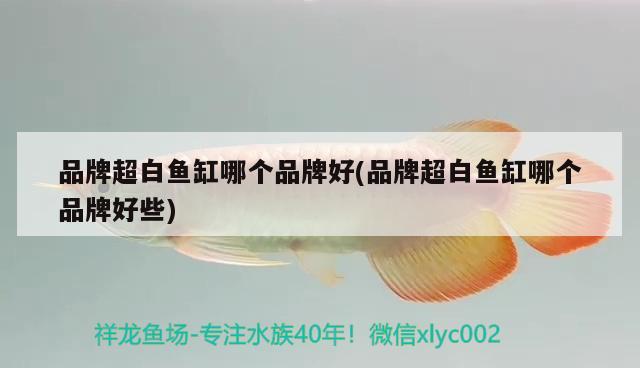 品牌超白魚缸哪個品牌好(品牌超白魚缸哪個品牌好些) 銀古魚苗