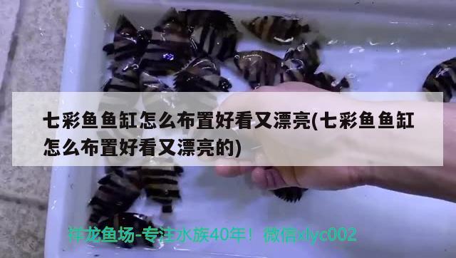 七彩魚魚缸怎么布置好看又漂亮(七彩魚魚缸怎么布置好看又漂亮的) 暹羅巨鯉