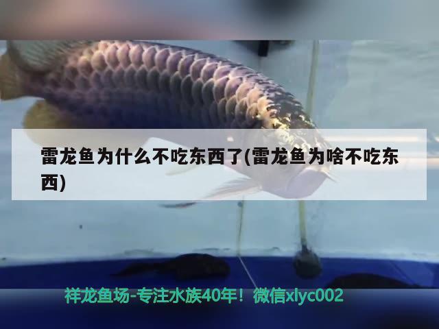 雷龍魚為什么不吃東西了(雷龍魚為啥不吃東西) 雙線側(cè)魚