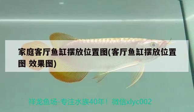 家庭客廳魚缸擺放位置圖(客廳魚缸擺放位置圖效果圖)