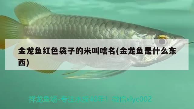 金龍魚(yú)紅色袋子的米叫啥名(金龍魚(yú)是什么東西) 魚(yú)缸風(fēng)水