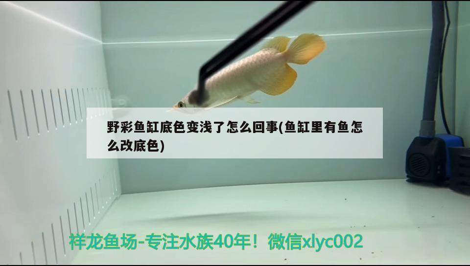 野彩魚(yú)缸底色變淺了怎么回事(魚(yú)缸里有魚(yú)怎么改底色) 野彩魚(yú)