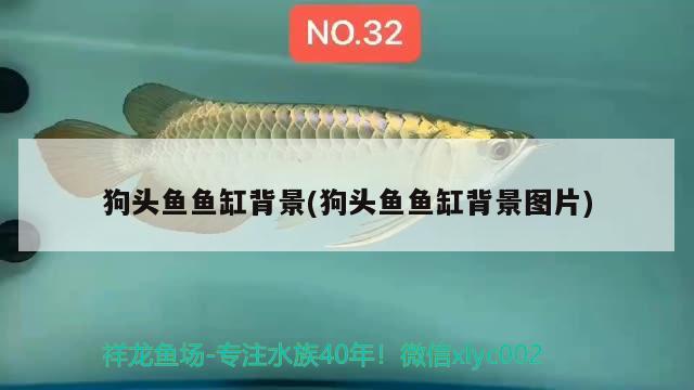 狗頭魚(yú)魚(yú)缸背景(狗頭魚(yú)魚(yú)缸背景圖片)