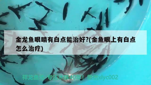 金龍魚眼睛有白點(diǎn)能治好?(金魚眼上有白點(diǎn)怎么治療)