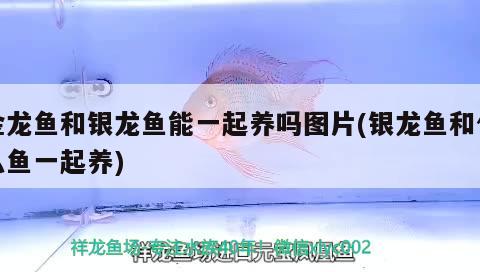 金龍魚和銀龍魚能一起養(yǎng)嗎圖片(銀龍魚和什么魚一起養(yǎng)) 銀龍魚