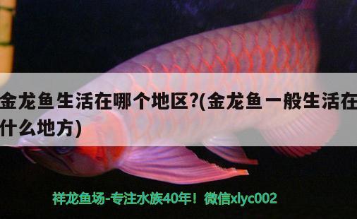 金龍魚生活在哪個地區(qū)?(金龍魚一般生活在什么地方)