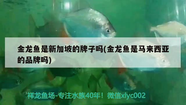 金龍魚是新加坡的牌子嗎(金龍魚是馬來西亞的品牌嗎) 稀有紅龍品種