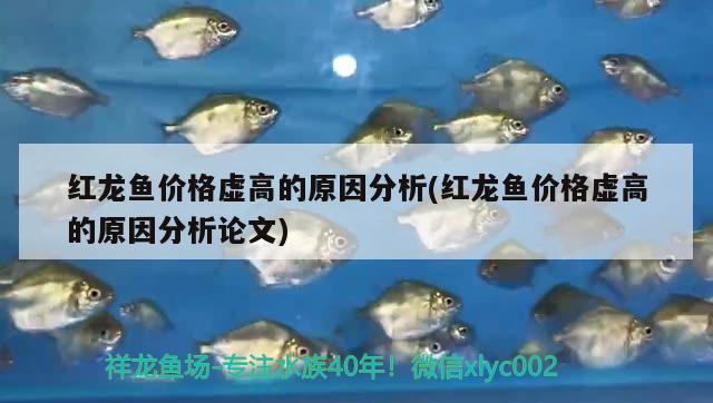 紅龍魚價格虛高的原因分析(紅龍魚價格虛高的原因分析論文)