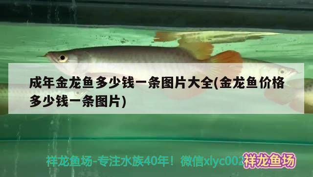 極品單公 觀賞魚論壇 第2張