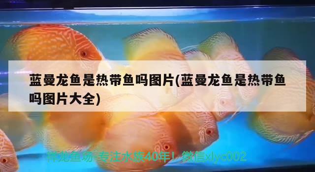 南陽水族批發(fā)市場