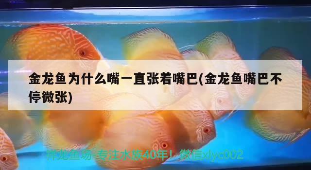 金龍魚為什么嘴一直張著嘴巴(金龍魚嘴巴不停微張) 飛鳳魚