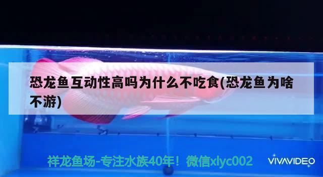 金龍魚能值多少錢一只(金龍魚價格多少錢一只) 鴨嘴鯊魚