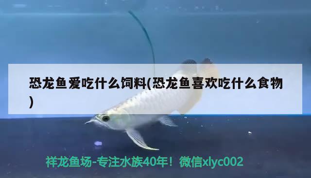 恐龍魚愛吃什么飼料(恐龍魚喜歡吃什么食物)