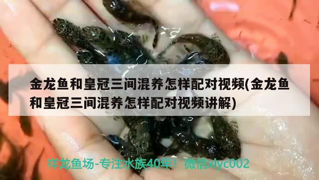 想問一下大家龍魚吃鹽凍的大蝦可以嗎 紅眼黃化幽靈火箭魚|皇家火箭魚 第3張