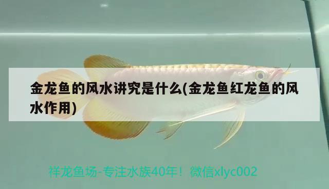 金龍魚的風水講究是什么(金龍魚紅龍魚的風水作用) 魚缸風水