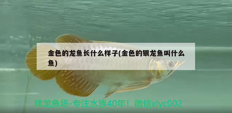 金色的龍魚長(zhǎng)什么樣子(金色的銀龍魚叫什么魚) 銀龍魚百科