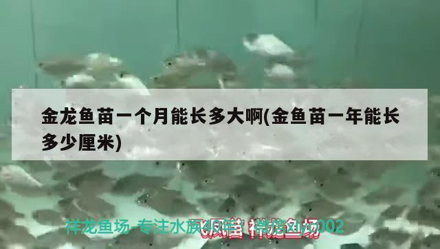 金龍魚苗一個月能長多大啊(金魚苗一年能長多少厘米)