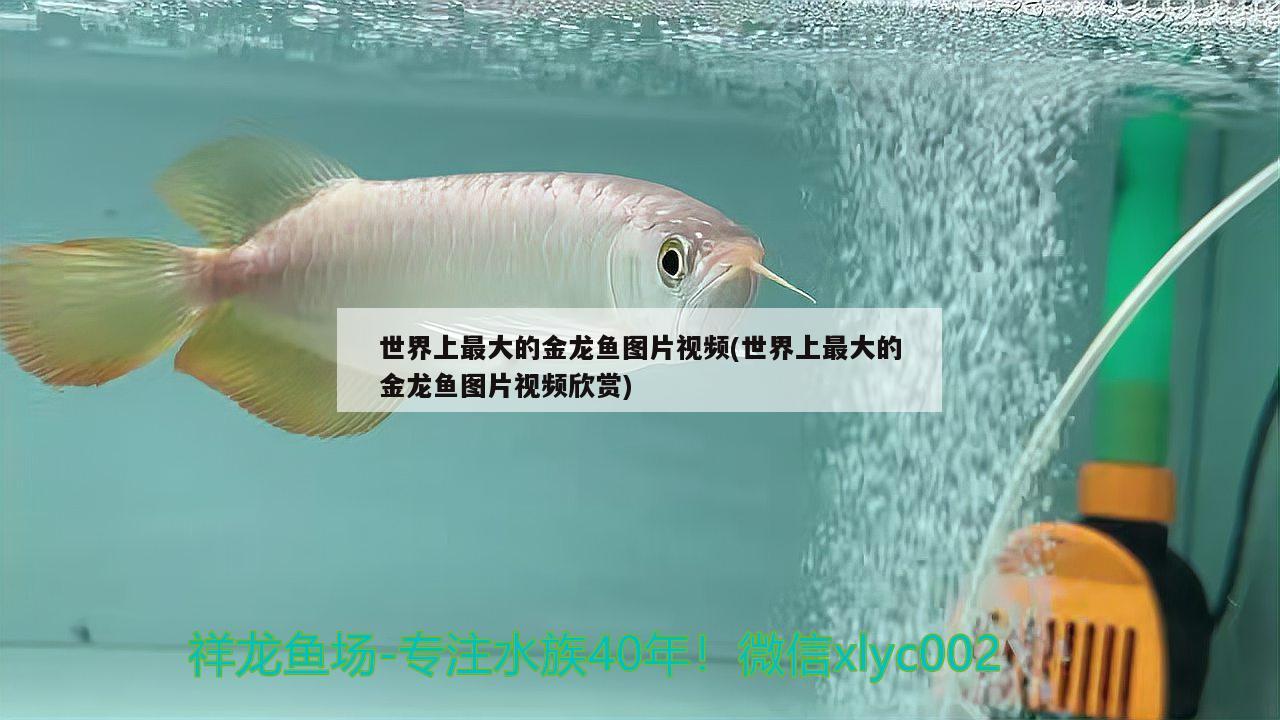 世界上最大的金龍魚圖片視頻(世界上最大的金龍魚圖片視頻欣賞)