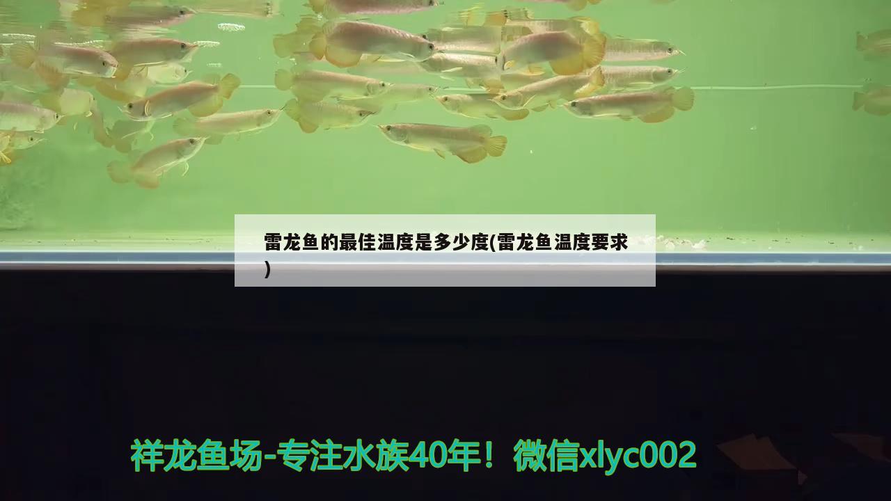 大白龍魚圖片高清，大白龍魚圖片高清壁紙 觀賞魚 第2張