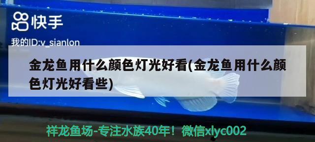 金龍魚用什么顏色燈光好看(金龍魚用什么顏色燈光好看些) 白條過背金龍魚