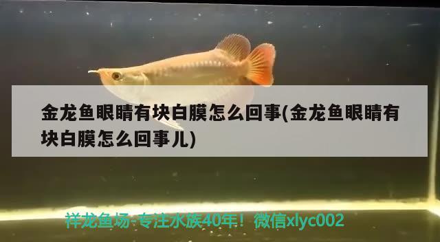 [baiyan][baiyan] 觀賞魚(yú)論壇 第2張