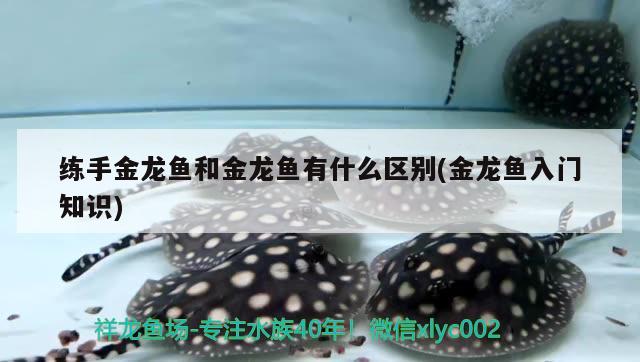 練手金龍魚(yú)和金龍魚(yú)有什么區(qū)別(金龍魚(yú)入門(mén)知識(shí)) 蝴蝶鯉魚(yú)苗