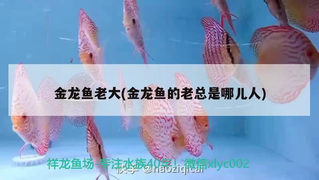 挑選觀賞魚(yú)要注意什么