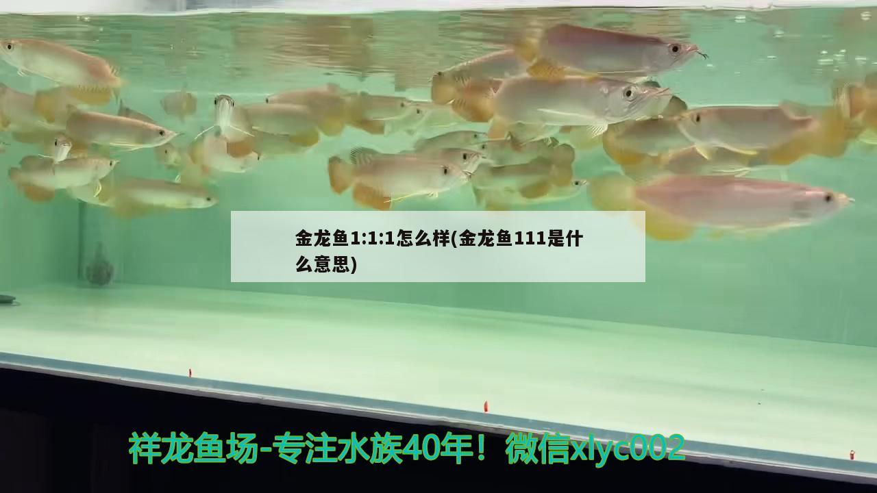 金龍魚1:1:1怎么樣(金龍魚111是什么意思) 青龍魚