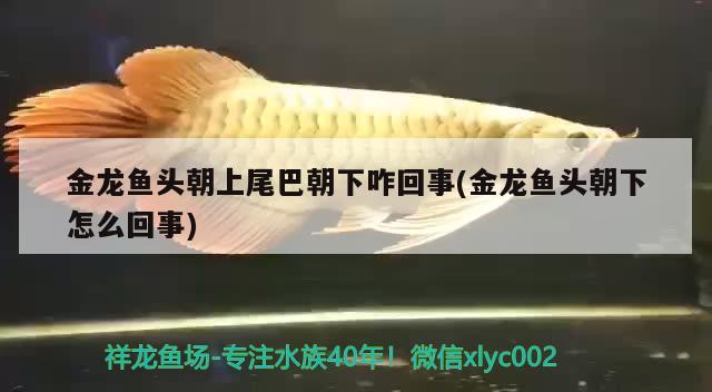 金龍魚頭朝上尾巴朝下咋回事(金龍魚頭朝下怎么回事)