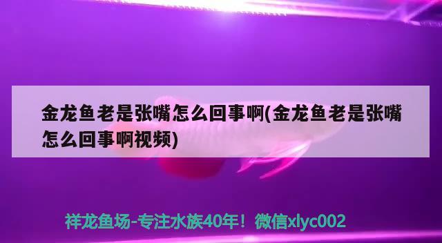 金龍魚老是張嘴怎么回事啊(金龍魚老是張嘴怎么回事啊視頻) 硝化細(xì)菌 第1張