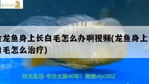 白化恐龍魚多少錢一條啊視頻(白龍魚大概多少錢) 祥禾Super Red紅龍魚